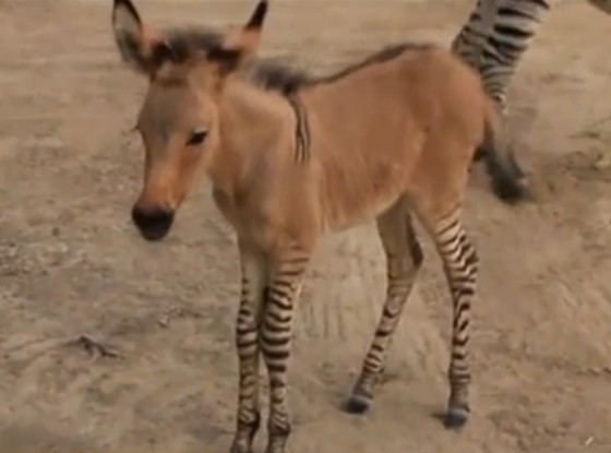 Zonkey Zonkey